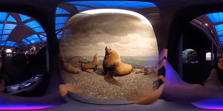 natural-history_walrus